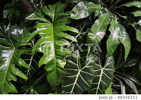 close up of tree with green leaf close up of tree with green leaf 88356251