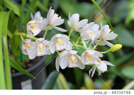 ランの花 シンビジュウム ランの花 シンビジュウム 88356788