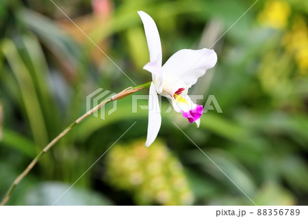 洋ランの花　レリア 88356789