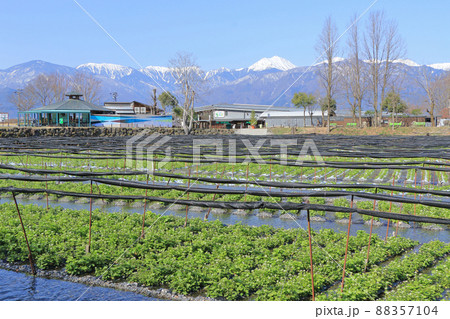 春の大王わさび農場 春の大王わさび農場 88357104