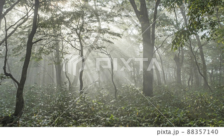 ブナ林の道に光芒が差し込む風景(大山鏡ヶ成) ブナ林の道に光芒が差し込む風景(大山鏡ヶ成) 88357140