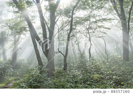 ブナ林の道に光芒が差し込む風景（大山鏡ヶ成） 88357160