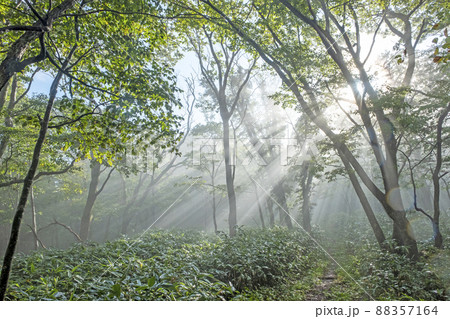 ブナ林の道に光芒が差し込む風景（大山鏡ヶ成） 88357164