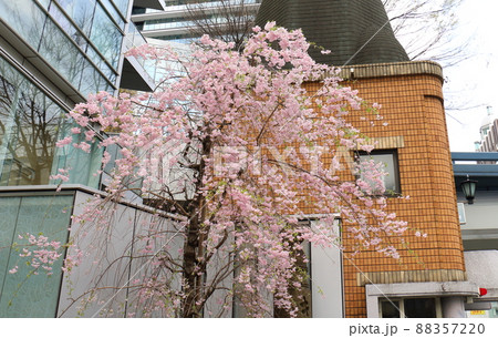 しだれ桜と東京都中央区銀座1丁目交番 88357220