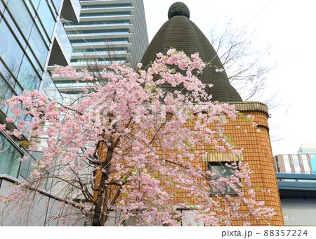 しだれ桜と東京都中央区銀座1丁目交番 しだれ桜と東京都中央区銀座1丁目交番 88357224
