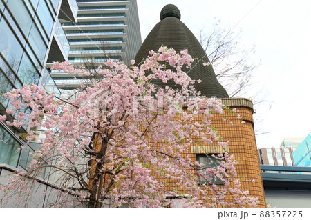 しだれ桜と東京都中央区銀座1丁目交番 しだれ桜と東京都中央区銀座1丁目交番 88357225