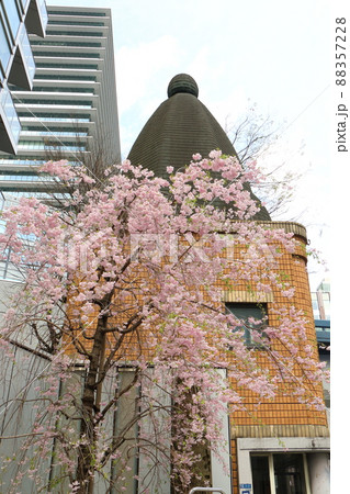 しだれ桜と東京都中央区銀座1丁目交番 しだれ桜と東京都中央区銀座1丁目交番 88357228