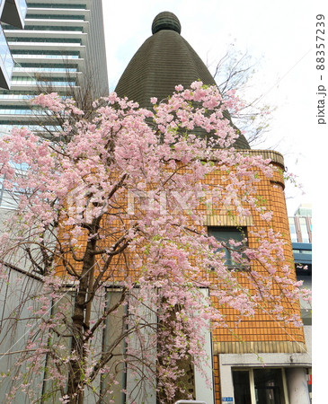しだれ桜と東京都中央区銀座1丁目交番 88357239