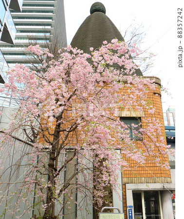 しだれ桜と東京都中央区銀座1丁目交番 88357242