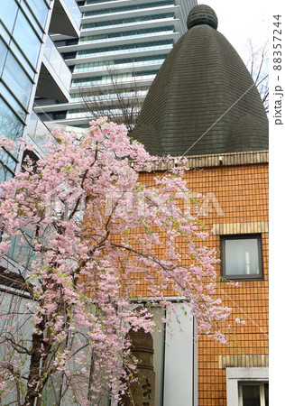 しだれ桜と東京都中央区銀座1丁目交番 88357244