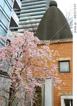 しだれ桜と東京都中央区銀座1丁目交番 88357247