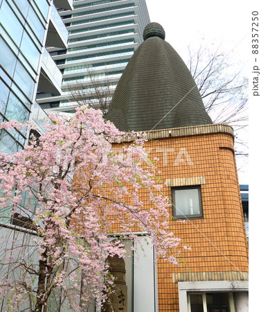 しだれ桜と東京都中央区銀座1丁目交番 しだれ桜と東京都中央区銀座1丁目交番 88357250