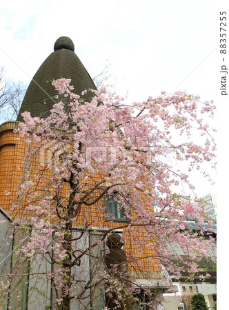 しだれ桜と東京都中央区銀座1丁目交番 88357255