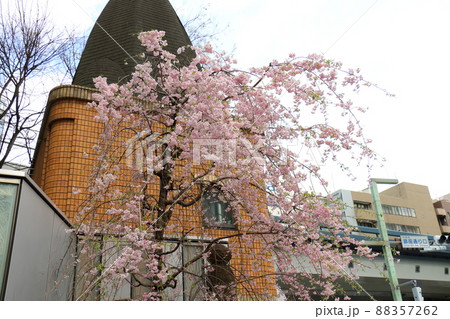 しだれ桜と東京都中央区銀座1丁目交番 88357262