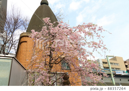 しだれ桜と東京都中央区銀座1丁目交番 しだれ桜と東京都中央区銀座1丁目交番 88357264