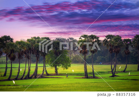 Palm trees and rice fields 88357316