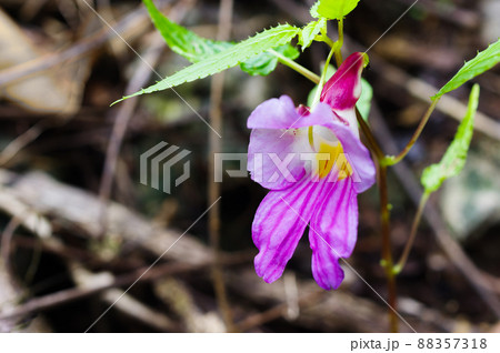 Parrot flower at Doi Luang Chiang Dao mountain, Parrot flower at Doi Luang Chiang Dao mountain, 88357318