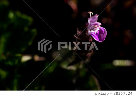 White wild flowers, Doi Luang Chiang Dao, White wild flowers, Doi Luang Chiang Dao, 88357324