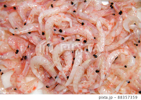 釣り餌作用オキアミ(クリル)を平らに広げて白バックで撮影。 釣り餌作用オキアミ(クリル)を平らに広げて白バックで撮影。 88357359