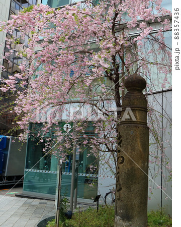 しだれ桜と東京都中央区銀座1丁目の親柱 しだれ桜と東京都中央区銀座1丁目の親柱 88357436