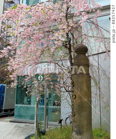 しだれ桜と東京都中央区銀座1丁目の親柱 しだれ桜と東京都中央区銀座1丁目の親柱 88357437