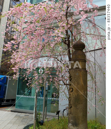 しだれ桜と東京都中央区銀座1丁目の親柱 88357440