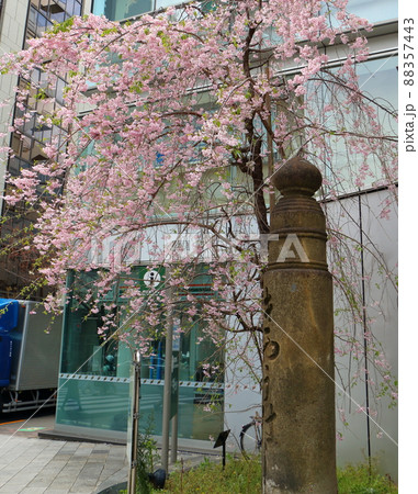 しだれ桜と東京都中央区銀座1丁目の親柱 しだれ桜と東京都中央区銀座1丁目の親柱 88357443
