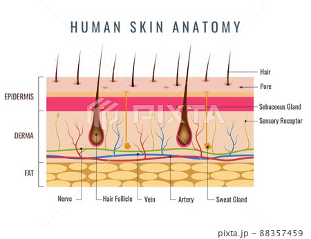 Layered epidermis, human skin anatomy Layered epidermis, human skin anatomy 88357459