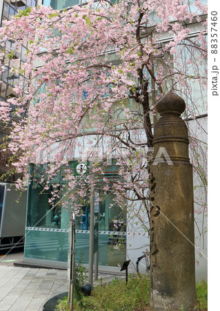 しだれ桜と東京都中央区銀座1丁目の親柱 しだれ桜と東京都中央区銀座1丁目の親柱 88357460