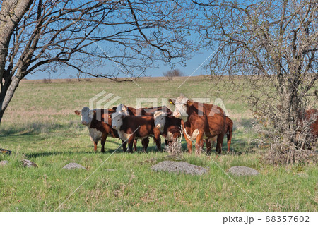 Herd of Hereford Beef Cattle Cows in a Farmer's Field on a Sunny Day 88357602