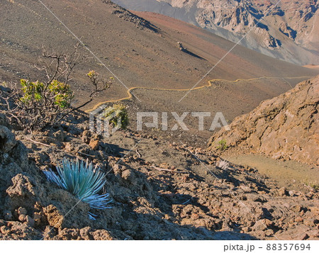 Haleakala Silversword with Hiking Trail in Background leading down from summit Haleakala Silversword with Hiking Trail in Background leading down from summit 88357694