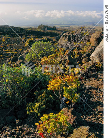 Tropical Vegetation Growing Near the Summit of Haleakala National Park on Maui, Hawaii 88357699