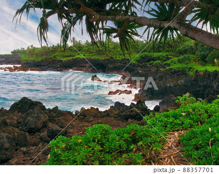 Naupaka Plants Grow Along Black Basaltic Basalt Lava at Waianapanapa State Park in Hana, Hawaii 88357701