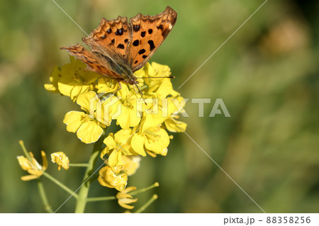 土手の法面を春の黄色一色に染める菜の花には蝶も来て一休みしています 土手の法面を春の黄色一色に染める菜の花には蝶も来て一休みしています 88358256