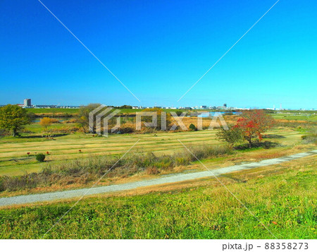 江戸川土手から見る紅葉のナンキンハゼのある冬の江戸川河川敷風景 江戸川土手から見る紅葉のナンキンハゼのある冬の江戸川河川敷風景 88358273