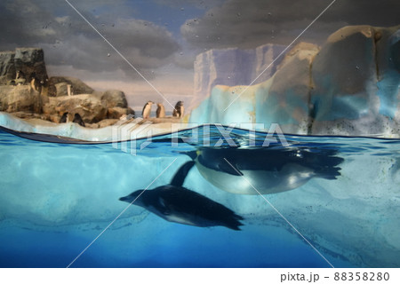 幻想的なペンギン水槽 幻想的なペンギン水槽 88358280