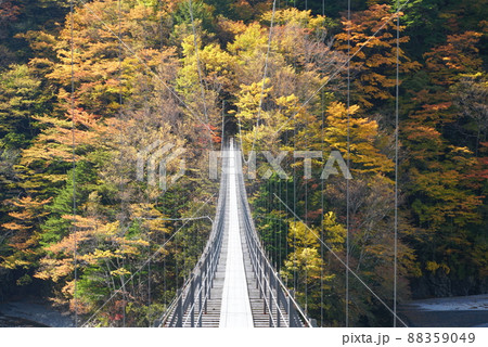 錦秋の森に架かる畑薙湖大吊り橋 ver2 錦秋の森に架かる畑薙湖大吊り橋 ver2 88359049