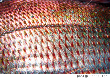 真鯛の胴体部分のアップ、ウロコ模様と側線を写した画像 真鯛の胴体部分のアップ、ウロコ模様と側線を写した画像 88359167