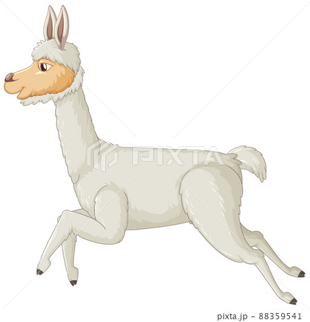 An alpaca on white background 88359541