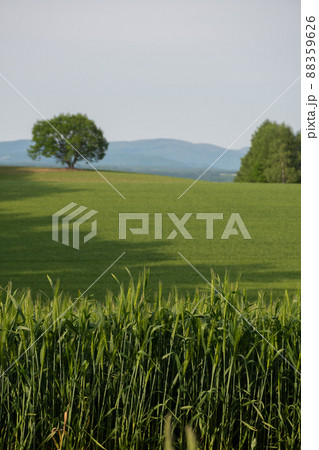 初夏の緑のムギ畑 88359626