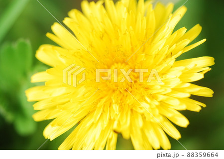 野に咲くタンポポの花 88359664
