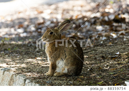 EOSRP.広島大久野島、姿勢のいいウサギ。 88359754
