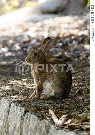 EOSRP.広島大久野島、整ってるウサギ。 88359782