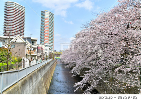 新開橋/神田川より下流方向を望む(東京都新宿区)【2022.3】 新開橋/神田川より下流方向を望む(東京都新宿区)【2022.3】 88359785