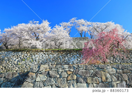 【岡山県】快晴下の津山城の満開桜(鶴山公園) 【岡山県】快晴下の津山城の満開桜(鶴山公園) 88360173