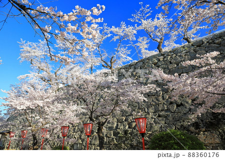【岡山県】快晴下の津山城の満開桜(鶴山公園) 【岡山県】快晴下の津山城の満開桜(鶴山公園) 88360176