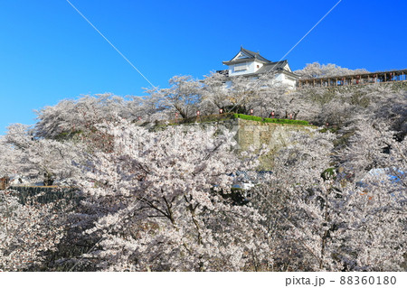 【岡山県】快晴下の津山城の満開桜(備中櫓) 【岡山県】快晴下の津山城の満開桜(備中櫓) 88360180