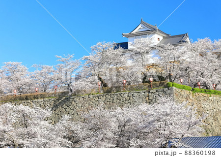【岡山県】快晴下の津山城の満開桜(備中櫓) 【岡山県】快晴下の津山城の満開桜(備中櫓) 88360198