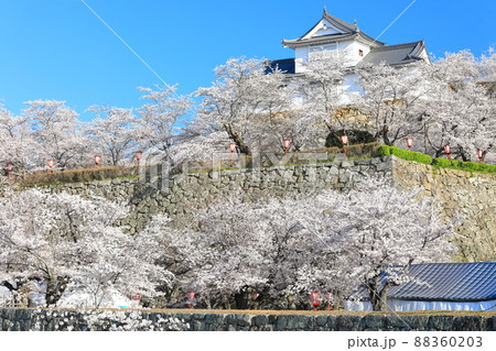 【岡山県】快晴下の津山城の満開桜（備中櫓） 88360203