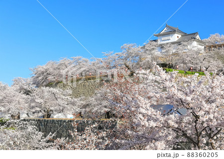 【岡山県】快晴下の津山城の満開桜（備中櫓） 88360205